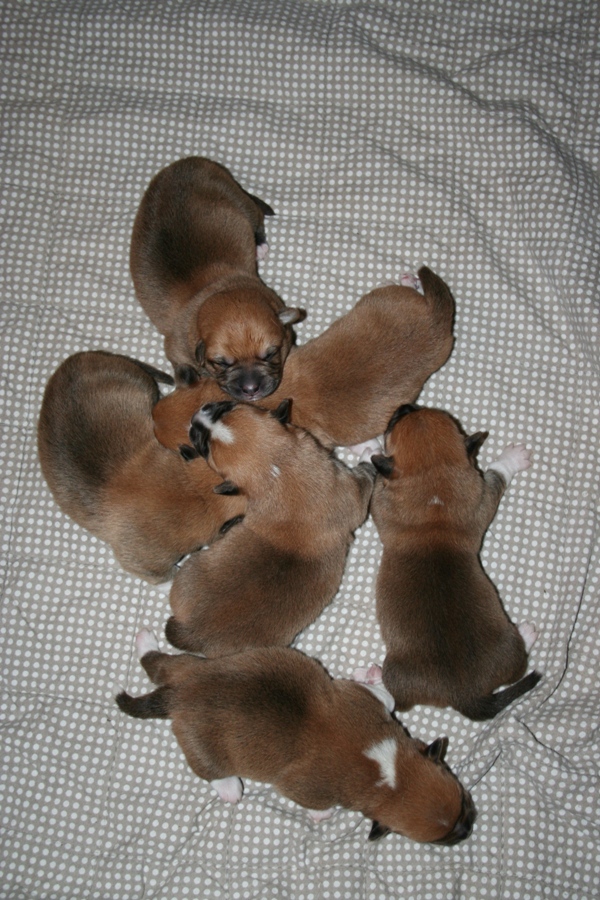 Puppies